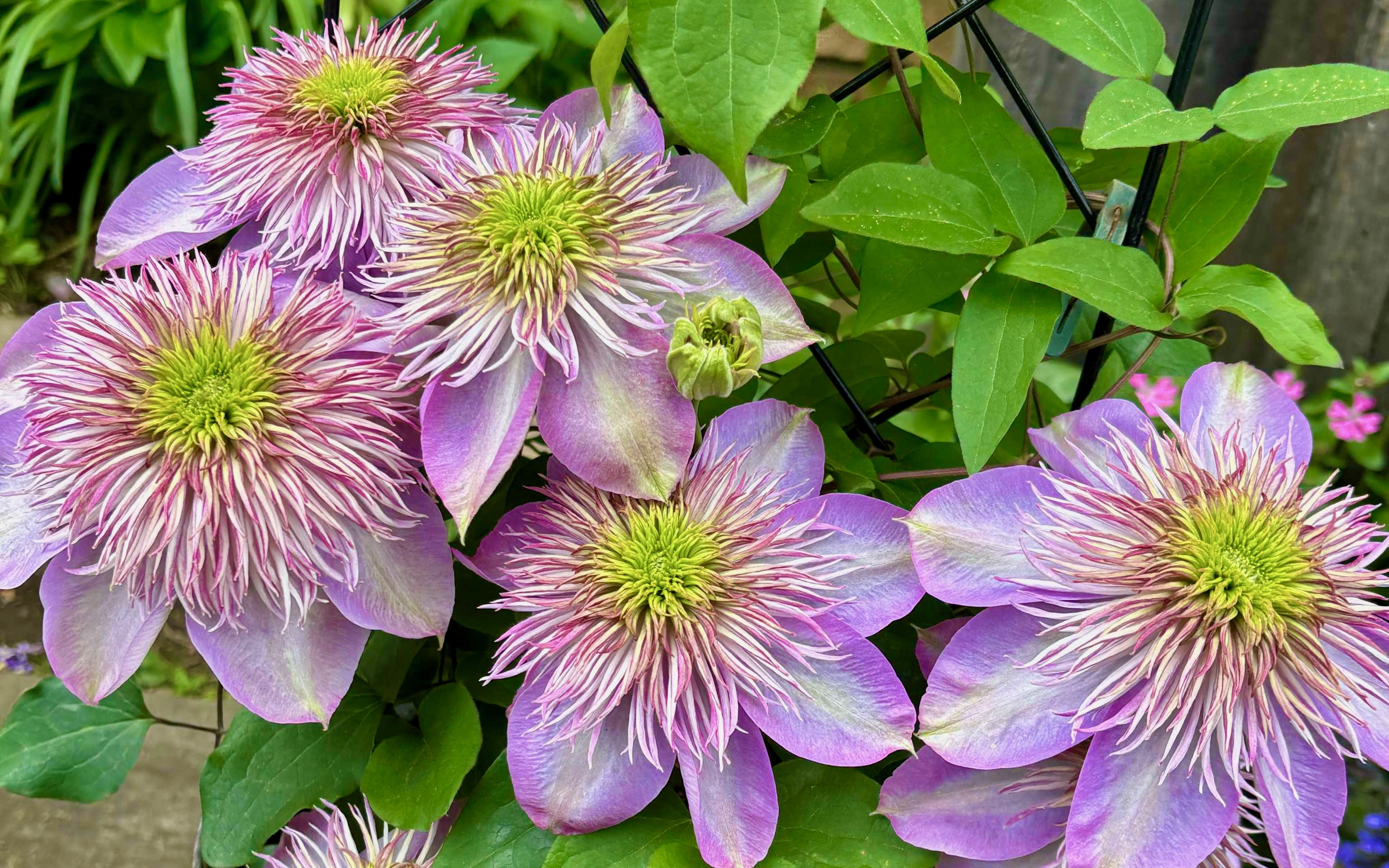 八重咲きクレマチス