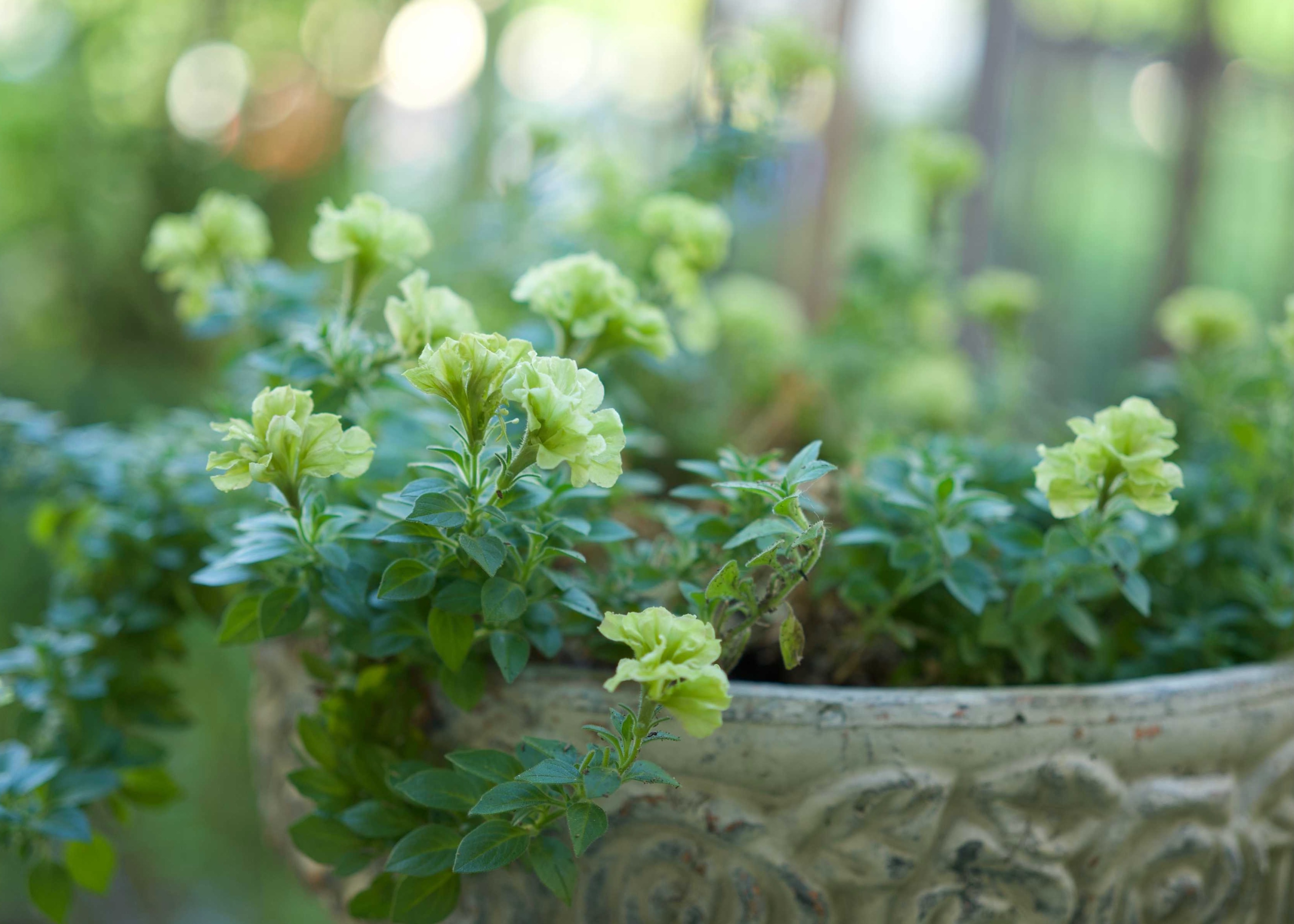 ペチュニア ライム