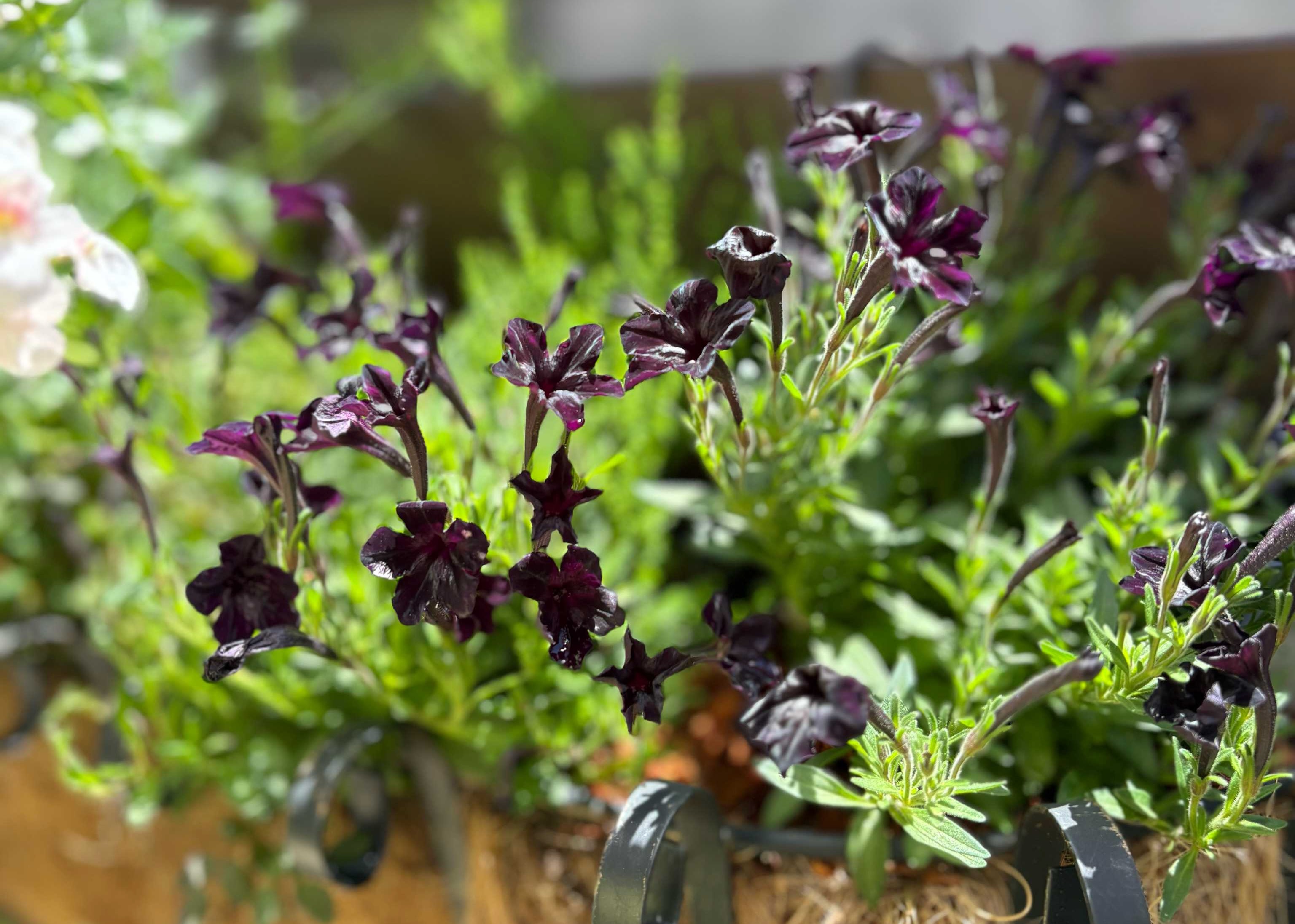 ペチュニア テヌート