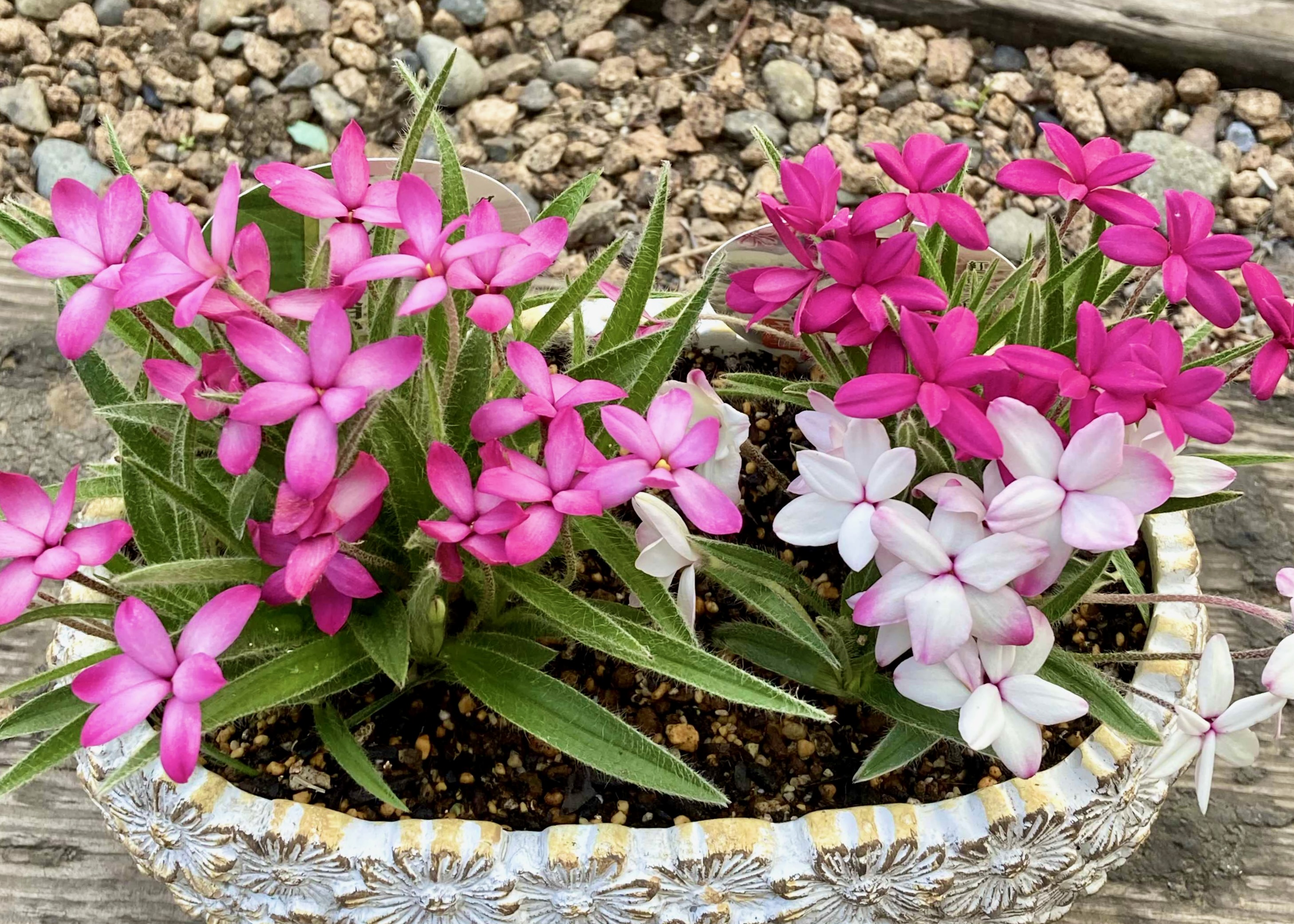 アッツ桜 もなか/桜もち