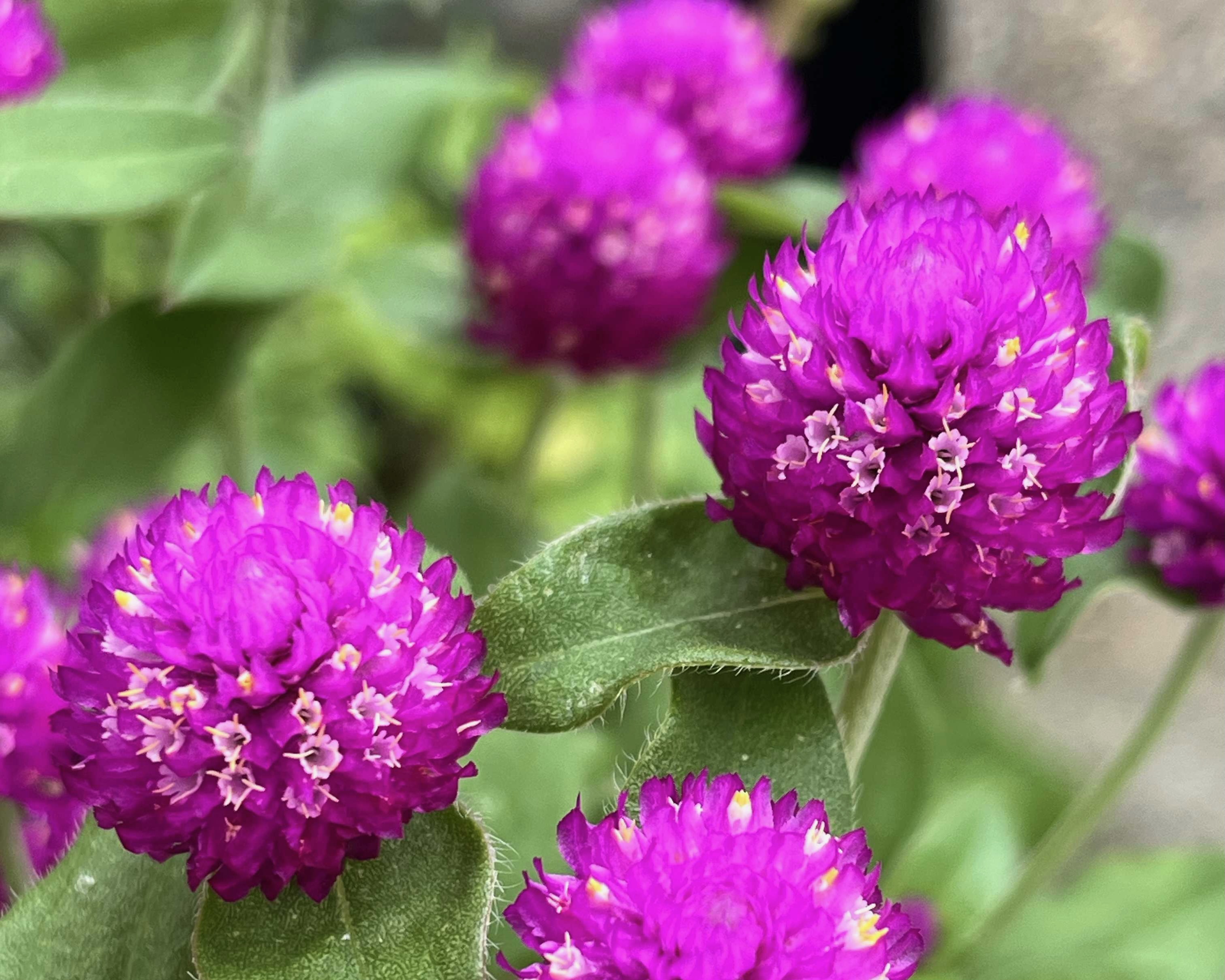 センニチコウ ミッテ