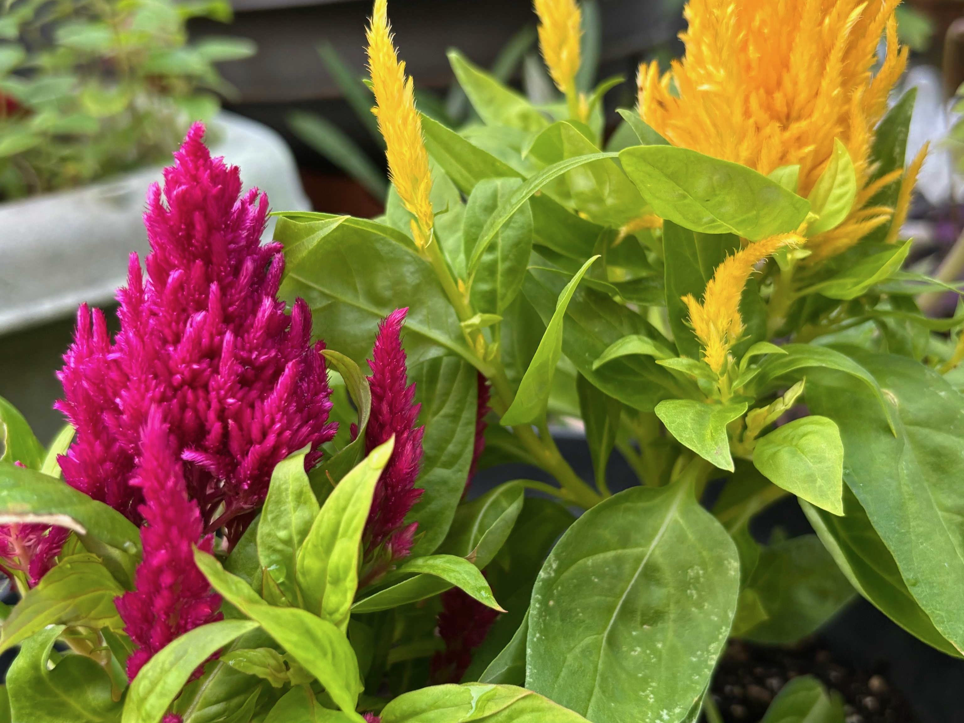 ケイトウ サニータフト