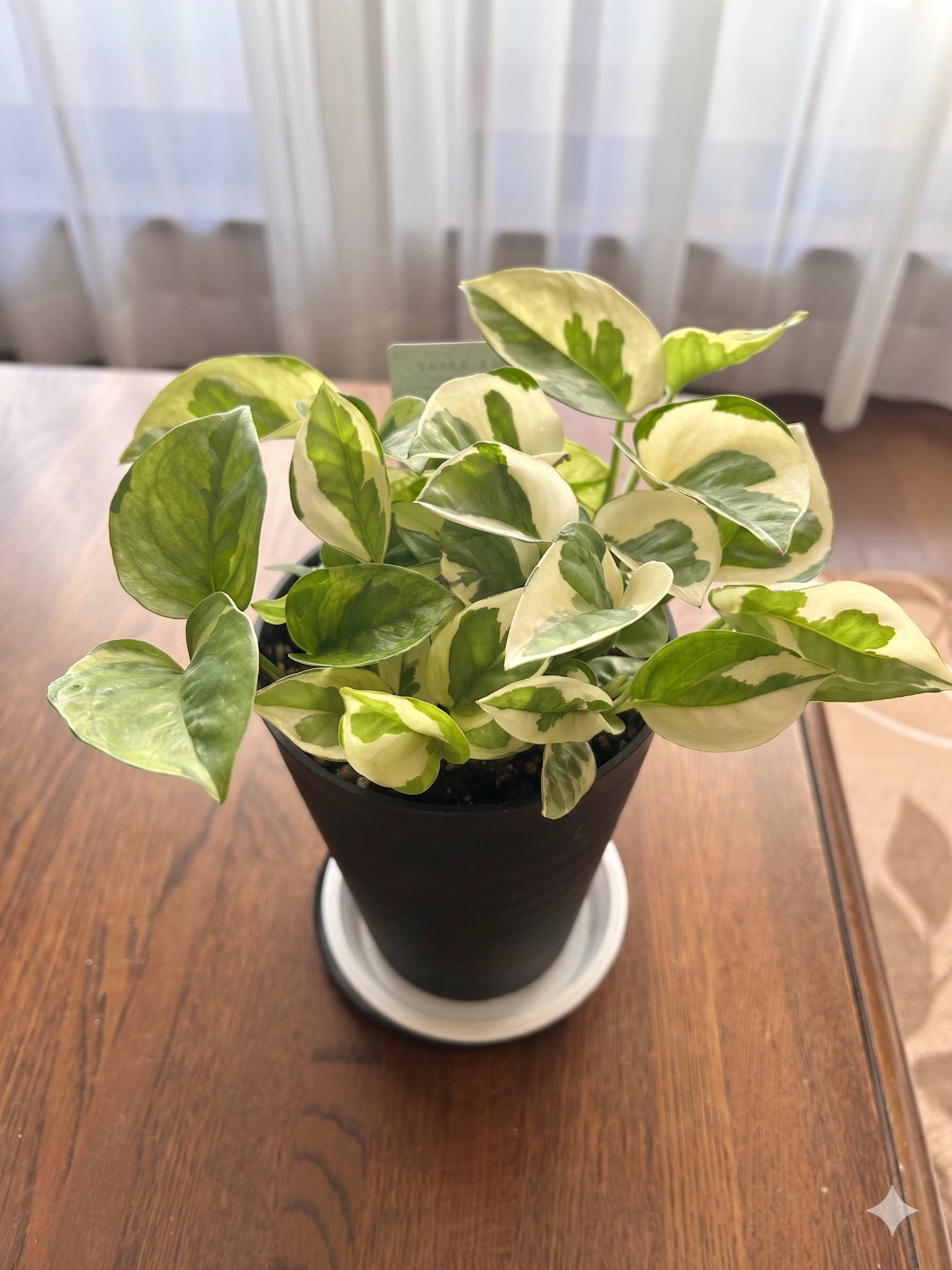 ポトス エメラルド